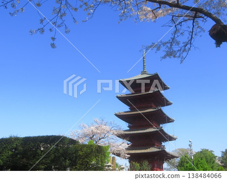 Ikegami Honmonji Temple, Ota-ku, Tokyo Five-storied pagoda and cherry blossoms 138484066