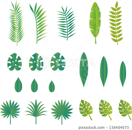 A set of illustrations of summer tropical plant leaves, including monstera and palm trees. 138484073