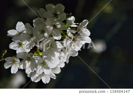 White flower White flower 138484147