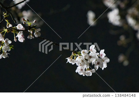 Backlit cherry blossoms Backlit cherry blossoms 138484148