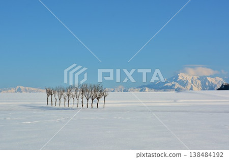 冬日的樹葉在白雪皚皚的平原映襯下格外醒目——越後三山冬景 冬日的樹葉在白雪皚皚的平原映襯下格外醒目——越後三山冬景 138484192