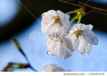 Cherry blossoms herald the arrival of spring 138484250