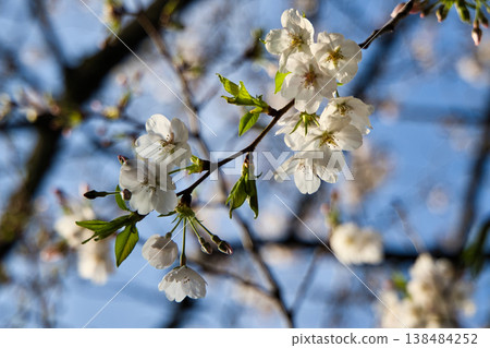 Sakura that shines in the blue sky Sakura that shines in the blue sky 138484252