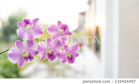 Pink orchid flower macro closeup Pink orchid flower macro closeup 138484497