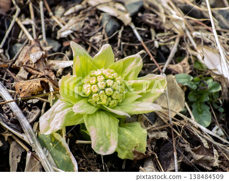 青春的青春 138484509