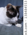 在貓的蜂 138484553