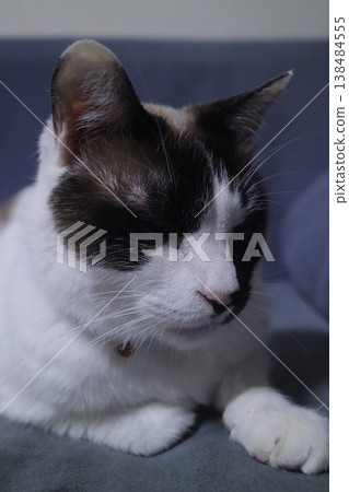 在貓的蜂 在貓的蜂 138484555