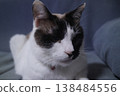 在貓的蜂 138484556