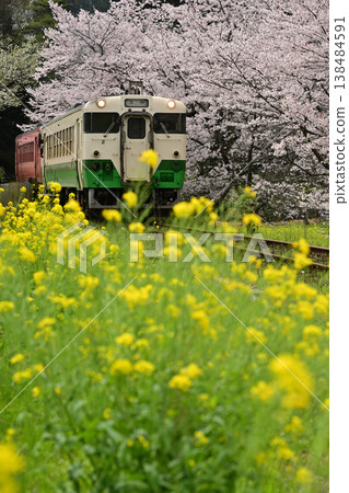 A train departs from a station surrounded by cherry blossoms in full bloom and rapeseed flowers. 138484591