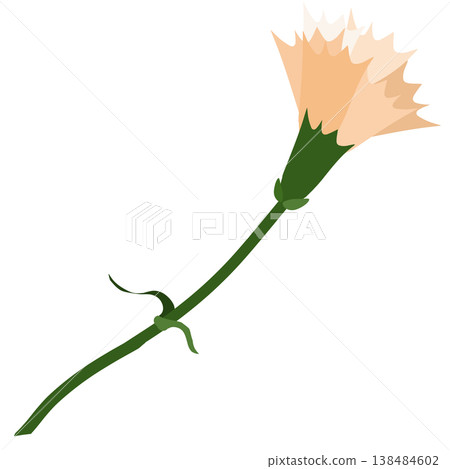 一幅淺橙色康乃馨的簡筆畫。 138484602