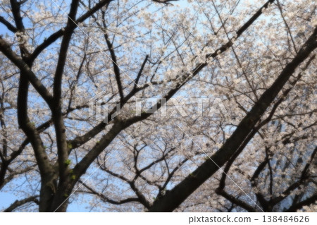 櫻花的風景 櫻花的風景 138484626