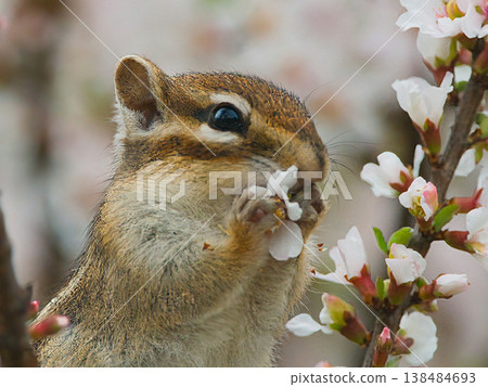 吃李子的花栗鼠 138484693