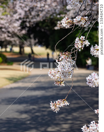 A spring park scene with cherry blossoms and a walking path in the foreground, and figures of people visible in the background. 138484710