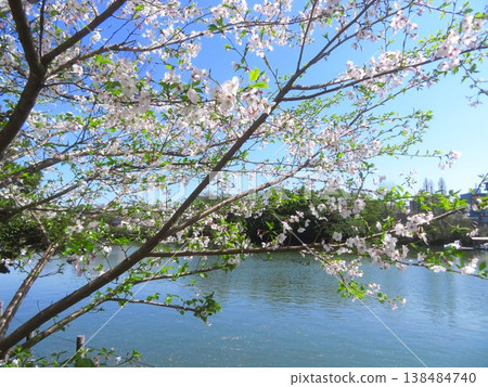 東京都大田區洗足池的櫻花 138484740