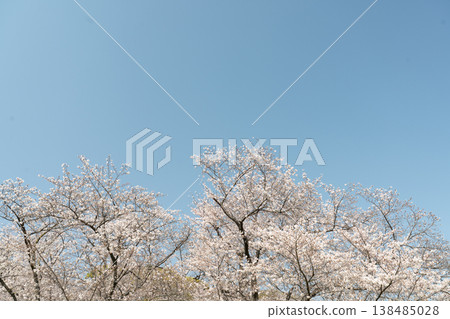 Sakura that shines in the blue sky 138485028