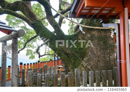 那智大樟樹，子宮通道，熊野那智大社，和歌山縣 138485065