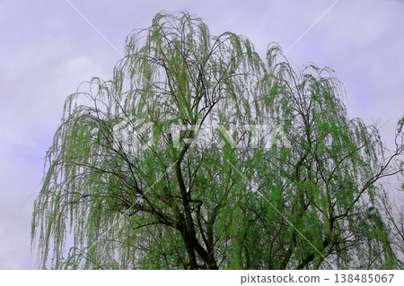 柳樹 柳樹 138485067