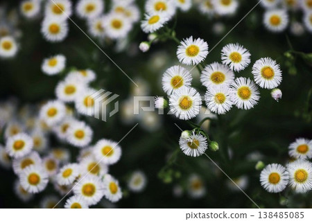 Wild grass Halzion flowers bloom 138485085