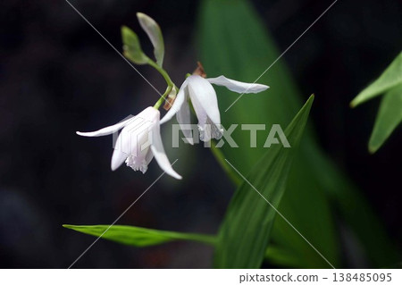 盛開的矽烷白花 盛開的矽烷白花 138485095