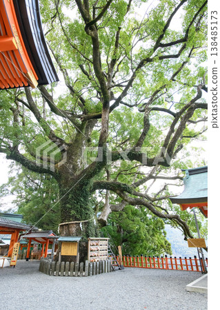 和歌山縣天然紀念物熊野那智大社、那智樟樹 138485173