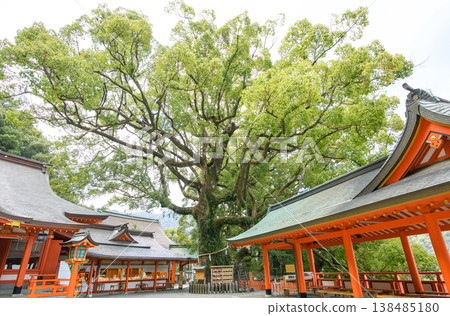 Kumano Nachi Taisha Shrine, Nachi Camphor Tree, Natural Monument, Wakayama Prefecture 138485180