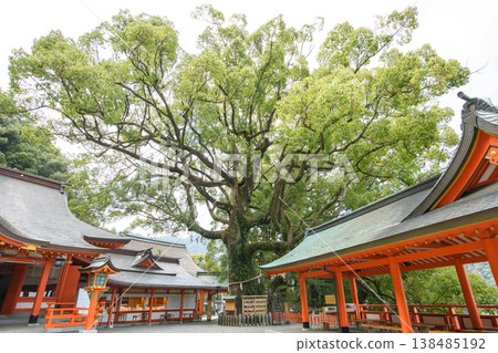 The giant camphor tree of Nachi, a natural monument, located at Kumano Nachi Taisha Shrine in Wakayama Prefecture. The giant camphor tree of Nachi, a natural monument, located at Kumano Nachi Taisha Shrine in Wakayama Prefecture. 138485192