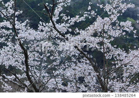 A spring scene: a blue sky and cherry blossom trees in full bloom. A spring scene: a blue sky and cherry blossom trees in full bloom. 138485264