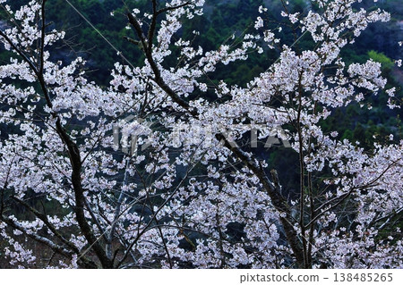 A spring scene: a blue sky and cherry blossom trees in full bloom. A spring scene: a blue sky and cherry blossom trees in full bloom. 138485265