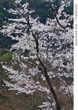 春日美景:藍天白雲,櫻花盛開。 春日美景:藍天白雲,櫻花盛開。 138485267