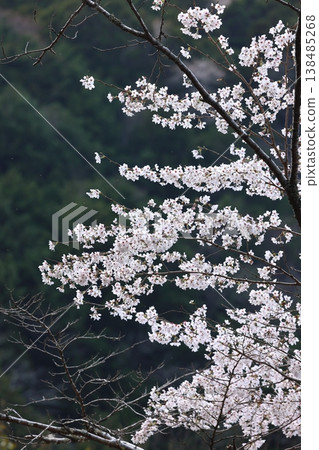 春日美景:藍天白雲,櫻花盛開。 春日美景:藍天白雲,櫻花盛開。 138485268