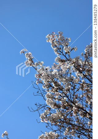 A spring scene: a blue sky and cherry blossom trees in full bloom. A spring scene: a blue sky and cherry blossom trees in full bloom. 138485279