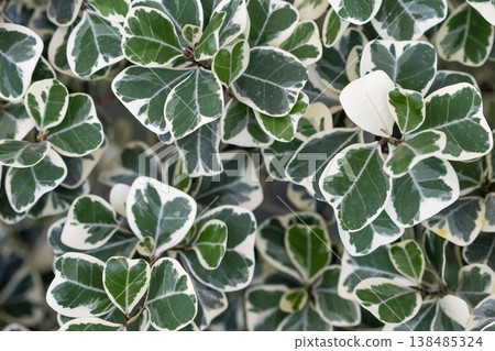 background texture nature colorful green leaf in spring season 138485324