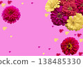 colorful flowers zinnia elegans local flora of asia arrangement flat lay postcard style  138485330