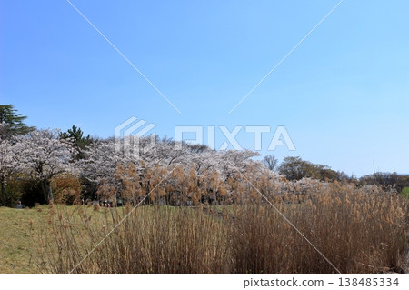 Reeds along the Setagawa River, cherry trees in the park, and a blue sky Reeds along the Setagawa River, cherry trees in the park, and a blue sky 138485334