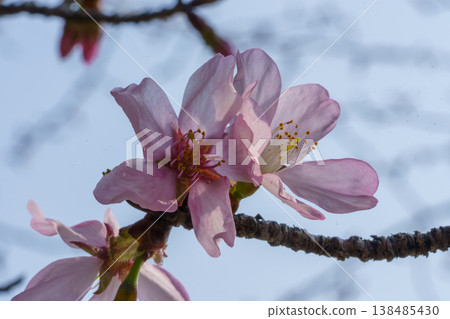 Space cherry blossoms against a blue sky 138485430