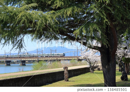 春意盎然的景色，櫻花盛開，鐵軌橫跨瀨田川。 138485501