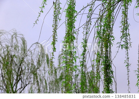 Willow tree 138485831
