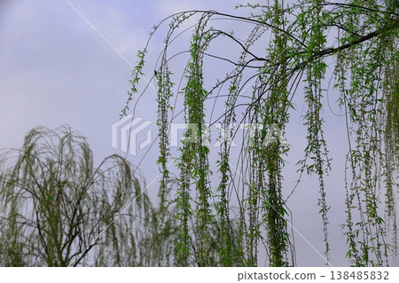 柳樹 柳樹 138485832