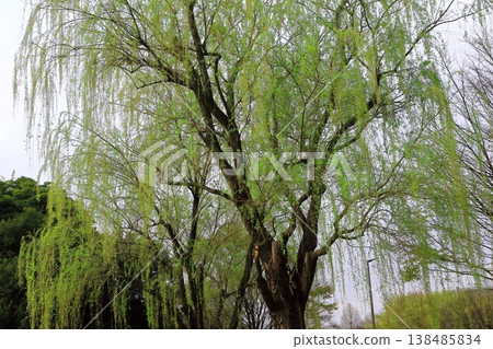 柳樹 柳樹 138485834