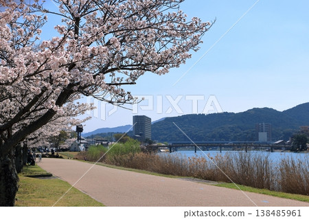 唐橋公園櫻花盛開的景色。 138485961