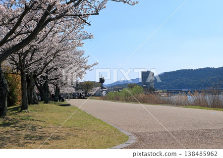 唐橋公園櫻花盛開的景色。 唐橋公園櫻花盛開的景色。 138485962