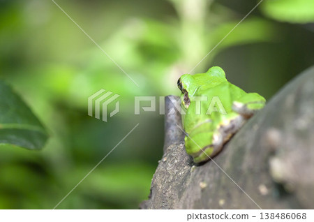Tree frog 138486068