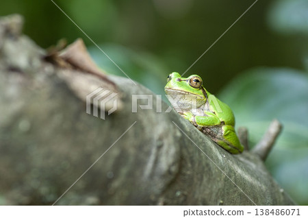 樹蛙 138486071
