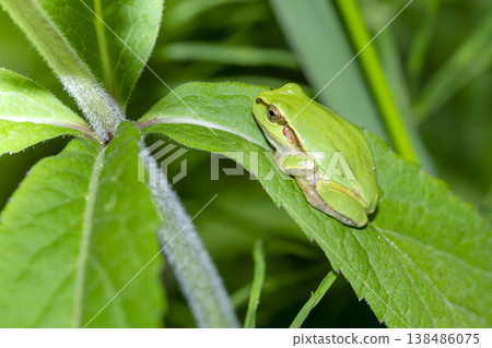 Tree frog Tree frog 138486075