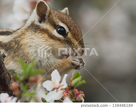 Chipmunk eating plum blossoms Chipmunk eating plum blossoms 138486189