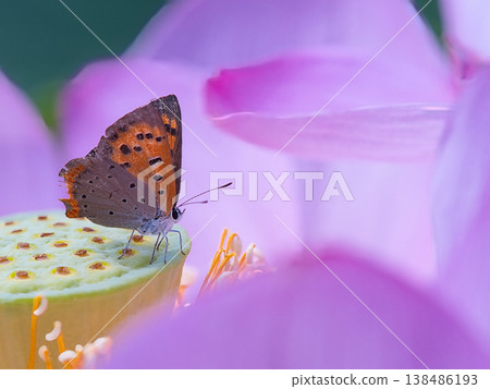 A red copper butterfly resting on a lotus flower A red copper butterfly resting on a lotus flower 138486193
