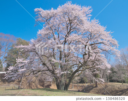 A single cherry tree - The Ujikuni cherry tree at Hachigata Castle ruins, in full bloom and shining brightly against the blue sky (March 2026) 138486320