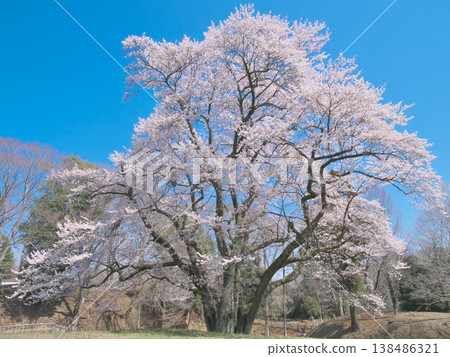 A single cherry tree - The Ujikuni cherry tree at Hachigata Castle ruins, in full bloom and shining brightly against the blue sky (March 2026) A single cherry tree - The Ujikuni cherry tree at Hachigata Castle ruins, in full bloom and shining brightly against the blue sky (March 2026) 138486321