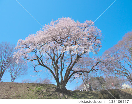 A single cherry tree - The Ujikuni cherry tree at Hachigata Castle ruins, in full bloom and shining brightly against the blue sky (March 2026) A single cherry tree - The Ujikuni cherry tree at Hachigata Castle ruins, in full bloom and shining brightly against the blue sky (March 2026) 138486327