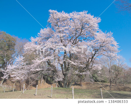 A single cherry tree - The Ujikuni cherry tree at Hachigata Castle ruins, in full bloom and shining brightly against the blue sky (March 2026) A single cherry tree - The Ujikuni cherry tree at Hachigata Castle ruins, in full bloom and shining brightly against the blue sky (March 2026) 138486333
